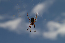 蜘蛛