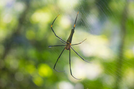 蜘蛛网上爬行蜘蛛