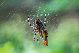 大蜘蛛知网