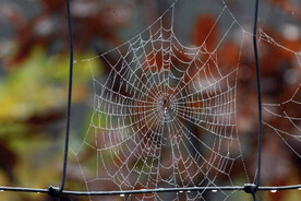 蜘蛛网雨后蜘蛛