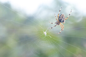 蜘蛛网蜘蛛爬行