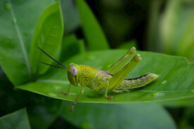 绿叶上的绿色蚱蜢