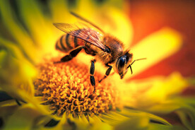 蜜蜂授花粉特写
