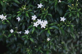 小白花
