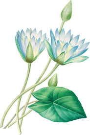手绘花草