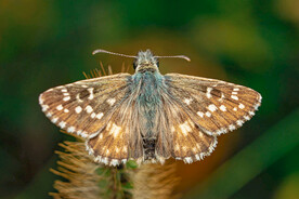 野生灰色斑点蝴蝶摄影