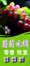 葡萄采摘