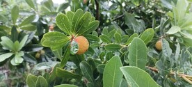 杨梅 杨梅树