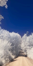 被雪覆盖的树