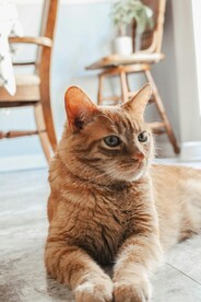 黄猫