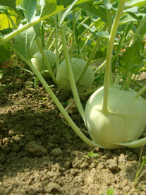 大头菜