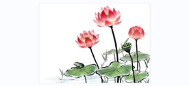 荷花 荷叶