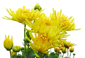  一束金丝皇菊