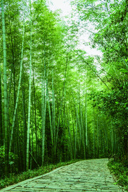 竹林