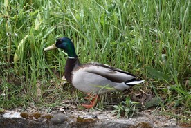 绿头鸭