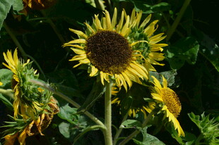 向日葵 