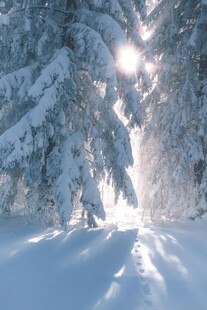 冬天的雪景