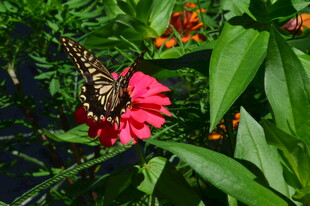 百日菊 百日草 园林花草 菊科