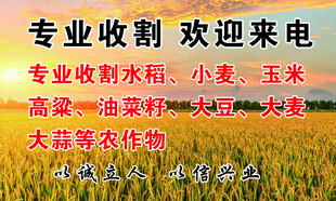 水稻收割名片