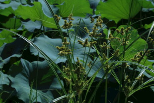 头状穗莎草  