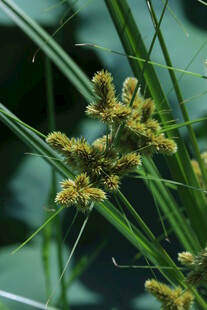 头状穗莎草 