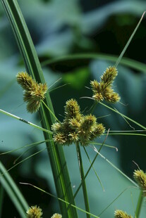头状穗莎草 
