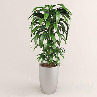 C4D模型 绿色植物