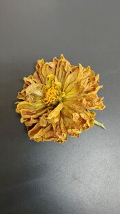 枯萎的花朵