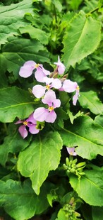 小紫花