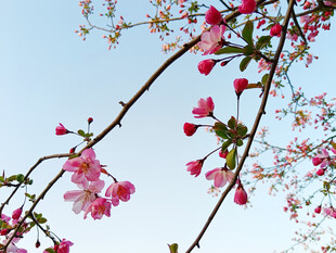 海棠花