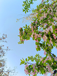 海棠花