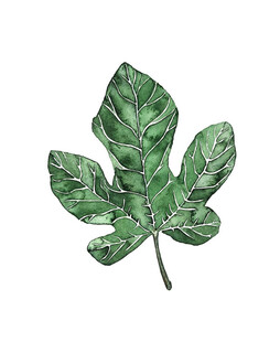 水粉植物叶子