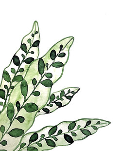 小清新植物