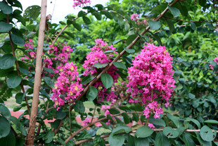 紫薇花