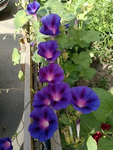 牵牛花