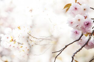 樱花梅花花瓣图片