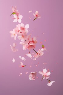 樱花梅花花瓣图片
