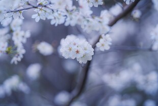 樱花梅花花瓣图片
