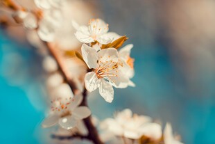 樱花梅花花瓣图片