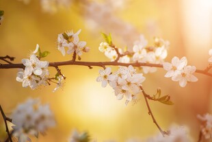 樱花梅花花瓣图片