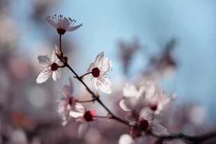 樱花梅花花瓣图片