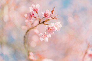 樱花梅花花瓣图片