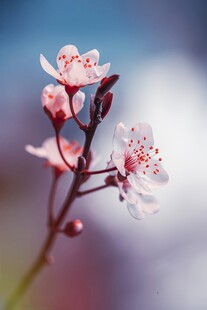 樱花梅花花瓣图片