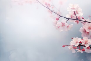 樱花梅花花瓣树枝小鸟影楼背景图