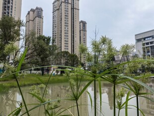 池边小草