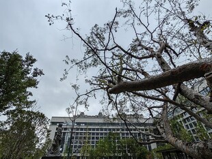 雨前风景