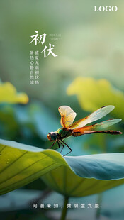 节气海报初伏