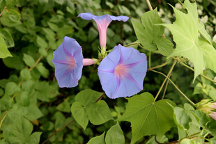 牵牛花