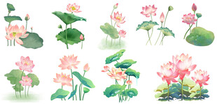 荷花