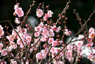 梅花 